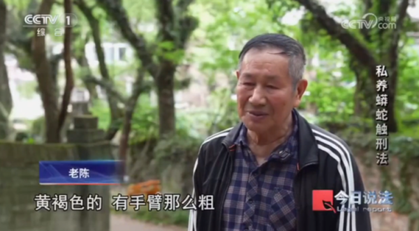 配资网上炒股配资平台 毛骨悚然！独居男子在家养了300多条蟒蛇......